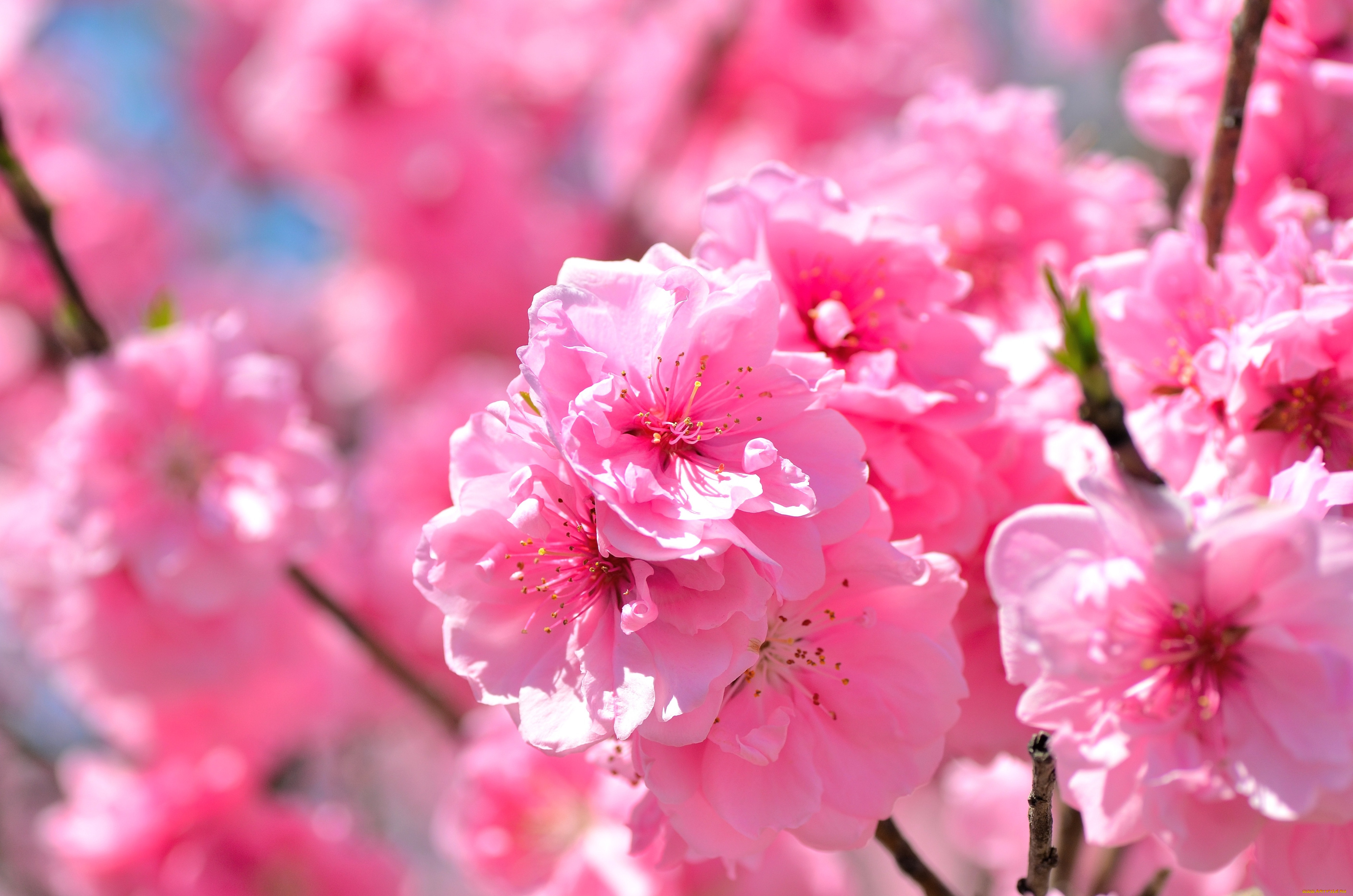 Розовая вишня букв. Цветы Сакуры. Розовая вишня. Сакура обои.